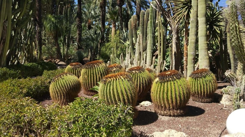 Alicante: UNESCO Heritage Palm grove + Artistic Garden Tour - Using the audio guide without losing your way