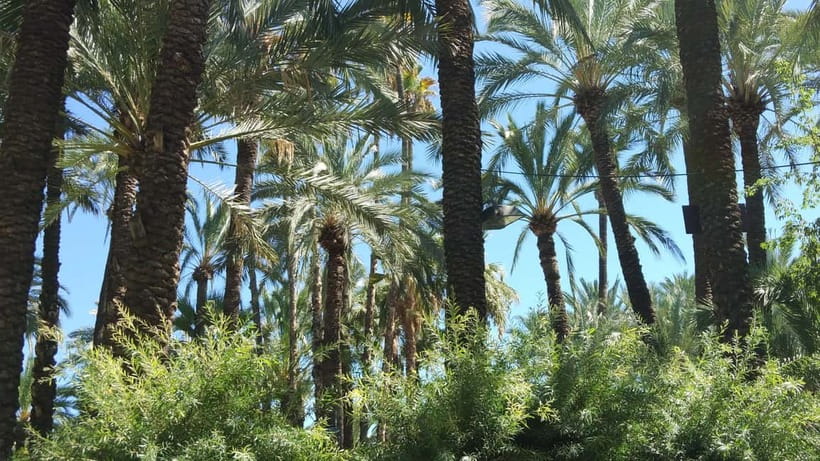 Alicante: UNESCO Heritage Palm grove + Artistic Garden Tour - Is $75 good value?