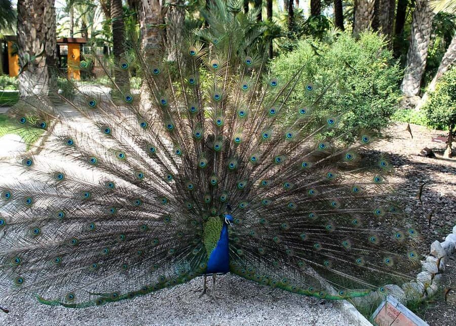 Alicante: UNESCO Heritage Palm grove + Artistic Garden Tour - Who will enjoy this experience most?