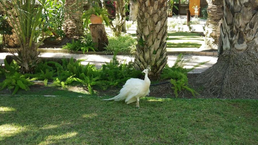 Alicante: UNESCO Heritage Palm grove + Artistic Garden Tour - Cancellation, booking, and pickup details