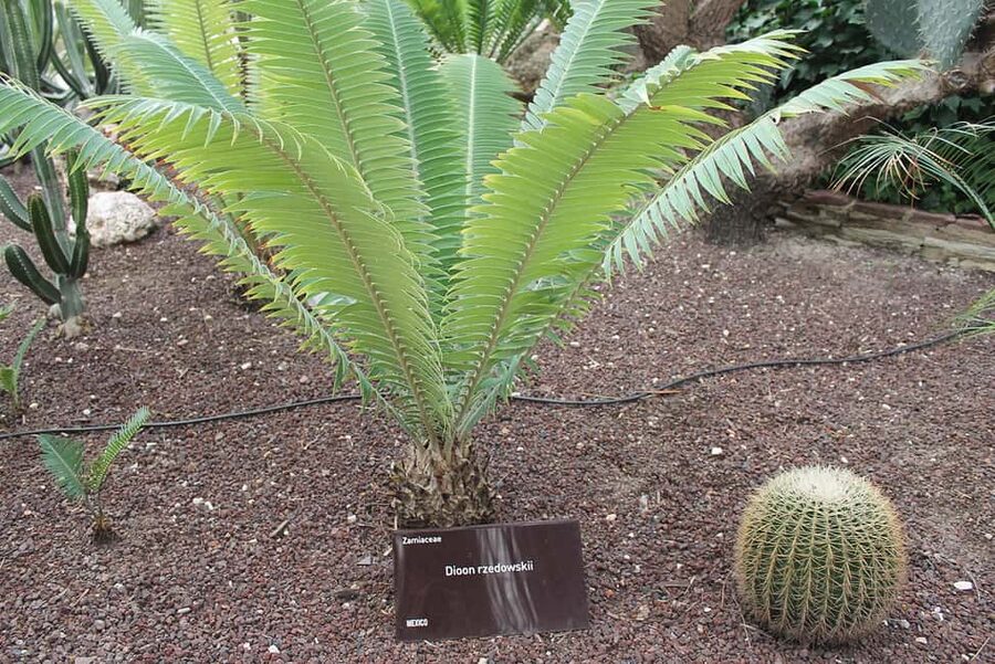 Alicante: UNESCO Heritage Palm grove + Artistic Garden Tour - Walking through El Palmeral, Europe’s great palm grove