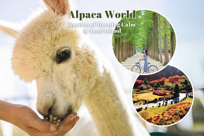Alpaca World & Nami Island & Garden of Morning Calm One Day Tour - Alpaca World gives the morning a friendly start