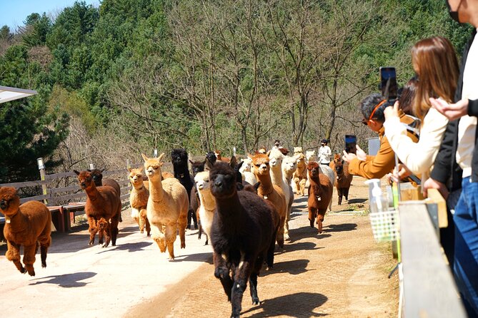 Alpaca World Tour with Nami Island (optional Railbike or Garden) - Five combinations, and how I would choose