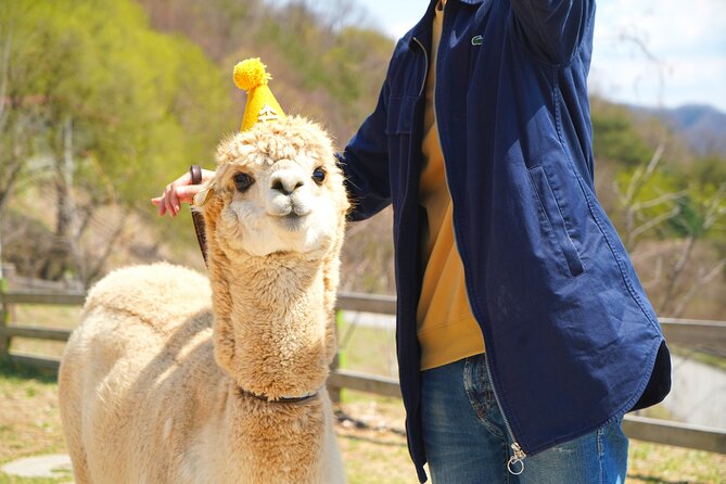 Alpaca World Tour with Nami Island (optional Railbike or Garden) - Alpaca World: the best first stop for animal lovers