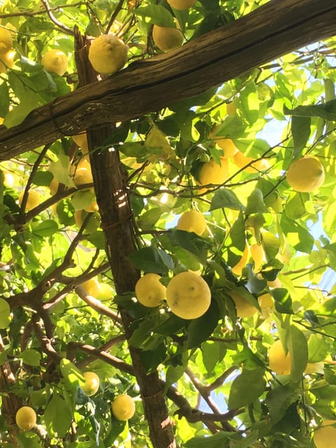 Amalfi Organic Lemon Tour & Tasting in the Historical Garden - Walking the ancient terraces