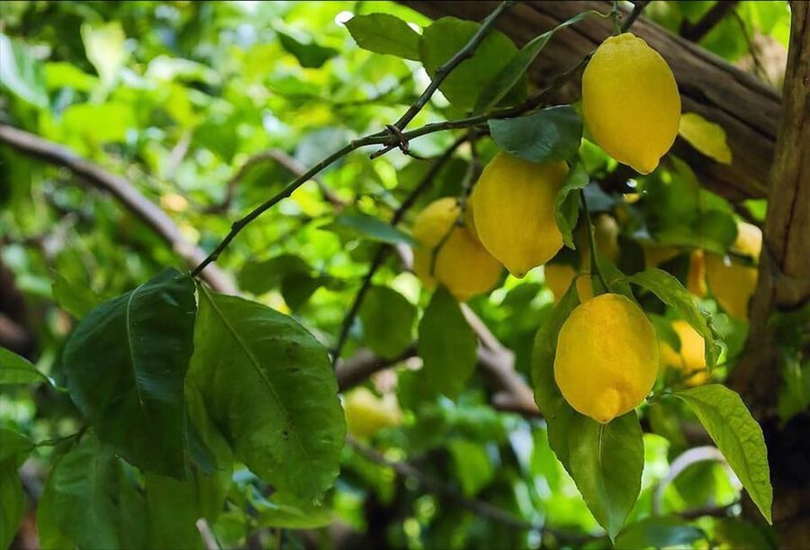 Amalfi Organic Lemon Tour & Tasting in the Historical Garden - Timing, cancellation, and practical planning