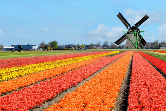 Amsterdam Airport (AMS) Transfer to Amsterdam/Rotterdam/Keukenhof - Finding your driver after landing