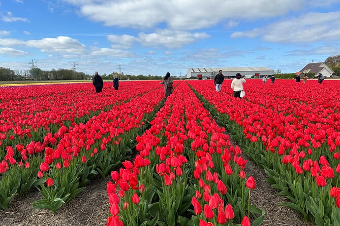 Amsterdam: Day trip to Tulip Farm, Keukenhof + Windmill Cruise - Finding This is Holland from Amsterdam Central Station