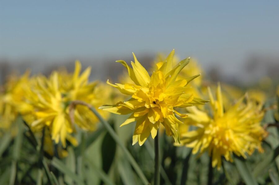 Amsterdam: Half-Day Flower Fields and Keukenhof Bicycle Tour - Why this tour works so well in spring