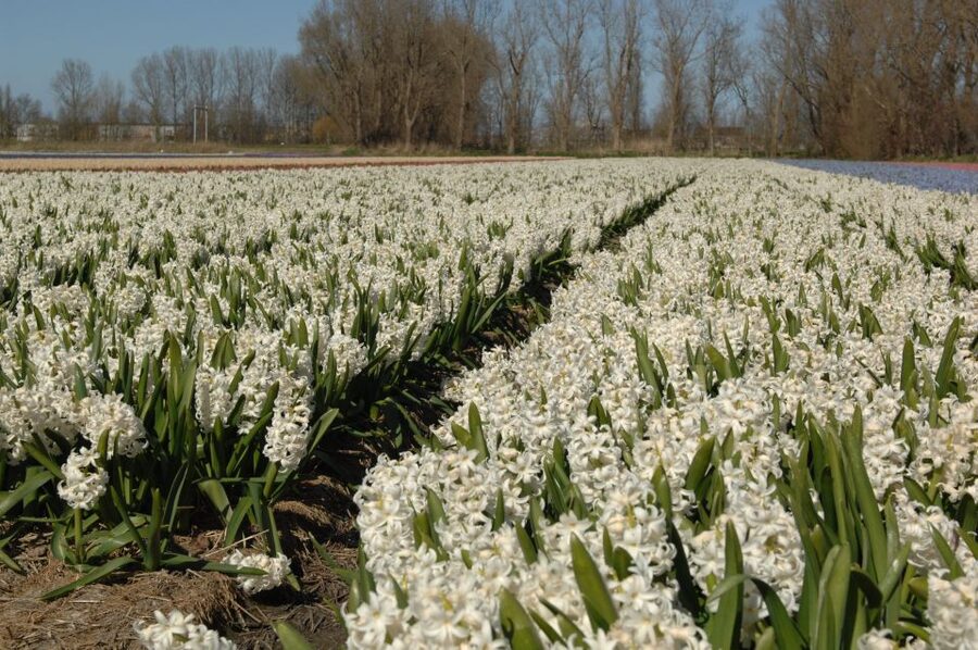 Amsterdam: Half-Day Flower Fields and Keukenhof Bicycle Tour - Getting fitted with a bicycle in Hillegom