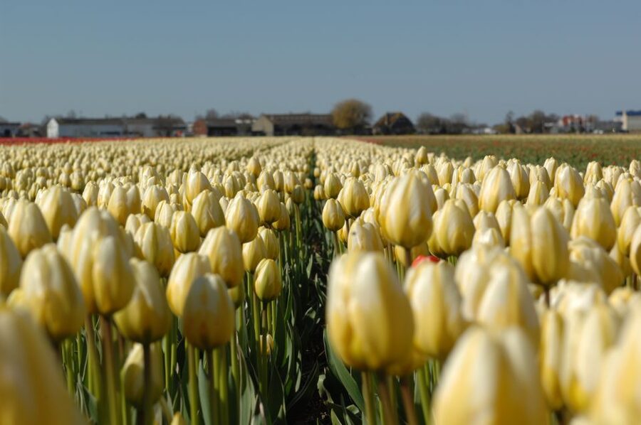 Amsterdam: Half-Day Flower Fields and Keukenhof Bicycle Tour - Is $101 a fair price?