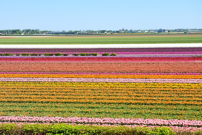 Amsterdam: Half Day Guided Keukenhof Tulip Garden Tour - Three and a half hours inside Keukenhof