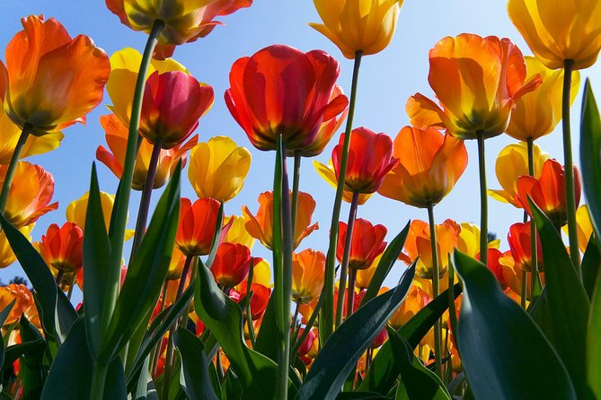 Amsterdam: Half Day Guided Keukenhof Tulip Garden Tour - Who should book this Keukenhof tour?
