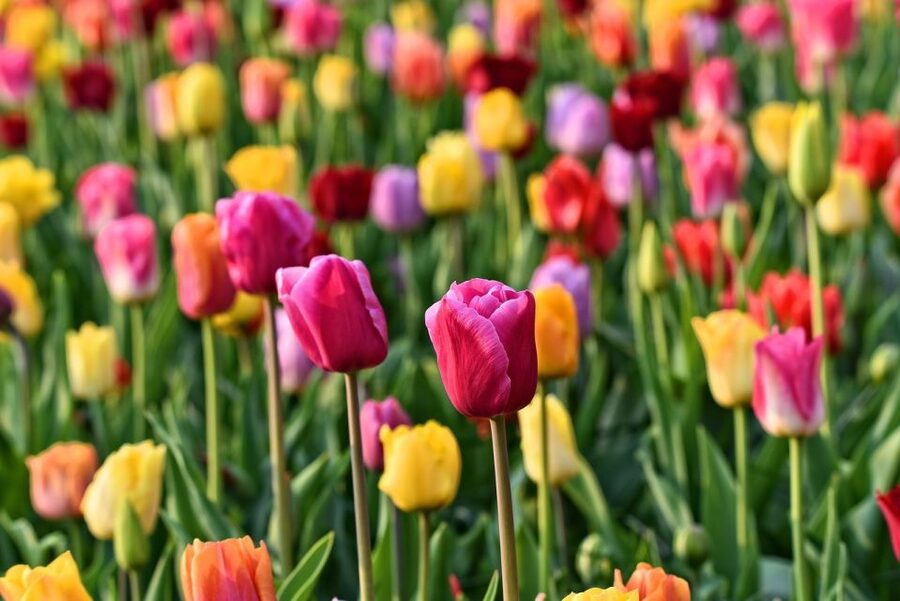 Amsterdam: Keukenhof and Zaanse Schans Live Guided Day Tour - The short transfer to Zaanse Schans