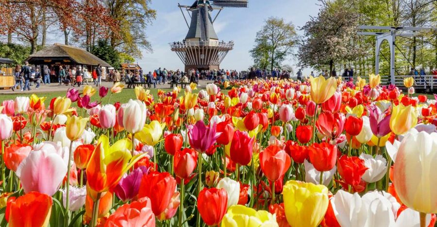 Amsterdam: Keukenhof and Zaanse Schans Live Guided Day Tour - Two hours among the Zaanse Schans windmills