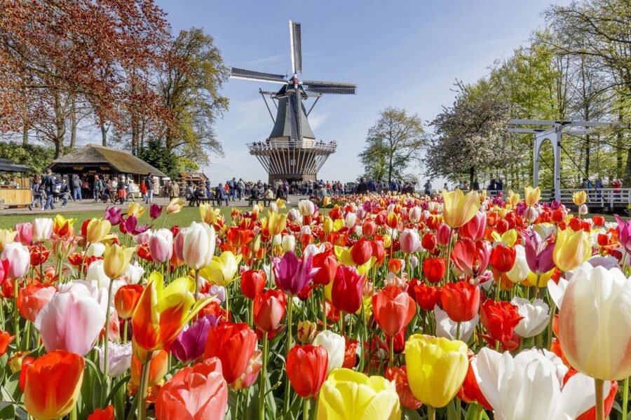 Amsterdam: Keukenhof and Zaanse Schans Live Guided Day Tour - Guides make or break a nine-hour day