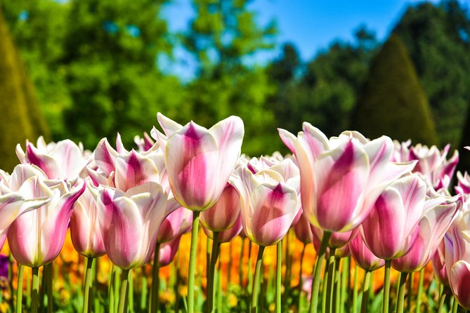Amsterdam: Keukenhof and Zaanse Schans Windmills Guided Day Trip - The optional Amsterdam canal cruise