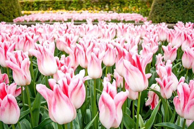 Amsterdam: Keukenhof Entry & Shuttle Bus with Flexible Return - How long should you stay?