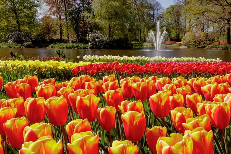 Amsterdam: Keukenhof Entry & Shuttlebus with Flexible Return - Should you book the Amsterdam Keukenhof shuttle?