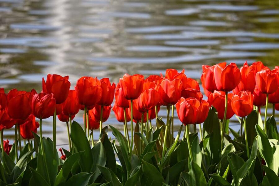Amsterdam: Keukenhof Gardens Guided Tour Spanish and English - Who will enjoy this tour most?