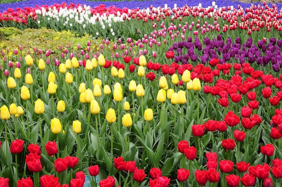 Amsterdam: Keukenhof Gardens Private Sightseeing Tour - Key points at a glance