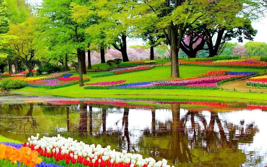 Amsterdam: Keukenhof Gardens Private Sightseeing Tour - The 45-minute ride from Amsterdam to Lisse