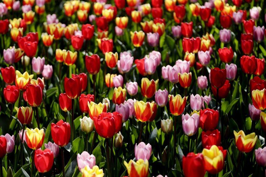 Amsterdam: Keukenhof Ticket with Shuttle Bus + Canal Cruise - The coach ride to Keukenhof