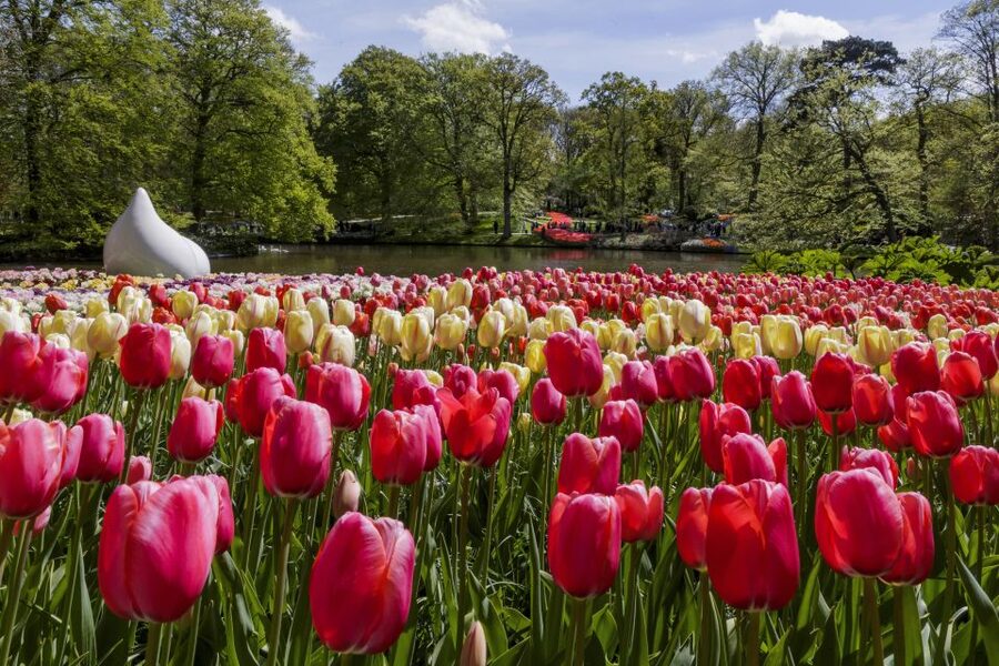 Amsterdam: Keukenhof Ticket with Shuttle Bus + Canal Cruise - Take the cruise the same day or save it for later
