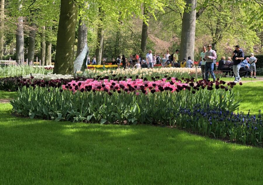 Amsterdam: Keukenhof Tulip Garden and Giethoorn Experience - The long ride to Giethoorn