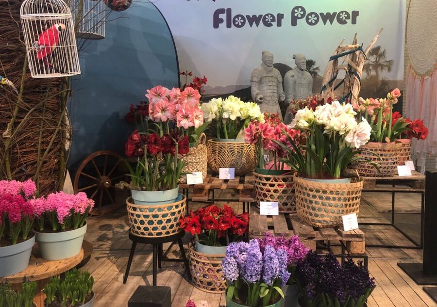 Amsterdam: Keukenhof Tulip Garden and Giethoorn Experience - Lunch, weather, and the pace of the day