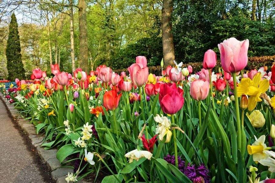 Amsterdam: Keukenhof & Zaanse Schans Windmills Private Tour - Key points at a glance