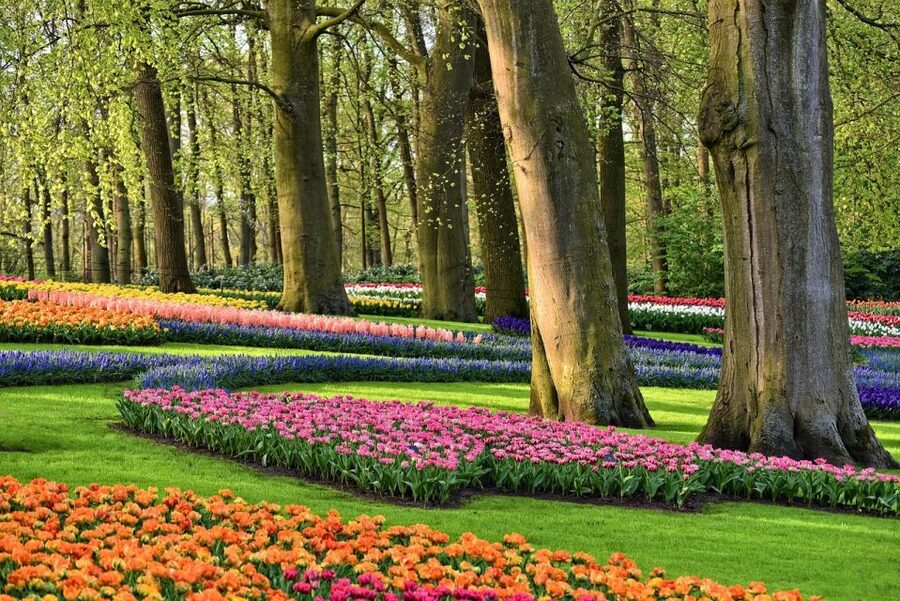 Amsterdam: Keukenhof & Zaanse Schans Windmills Private Tour - Keukenhof delivers the big flower spectacle