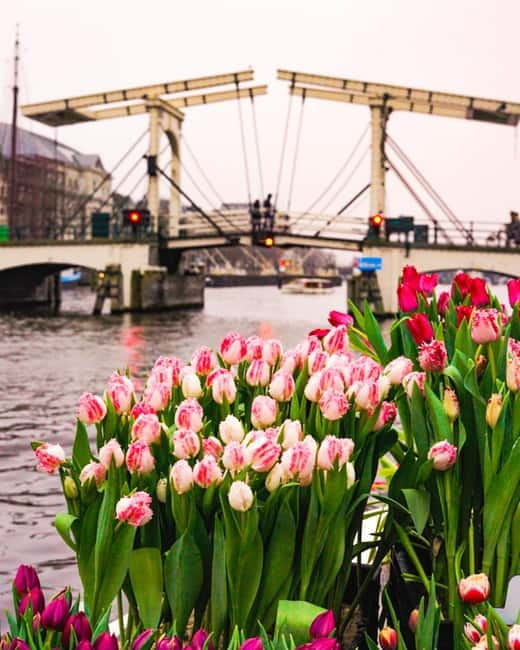 Amsterdam: Premium Tulip Boat Canal Tour - Is $33 a fair price for one hour?