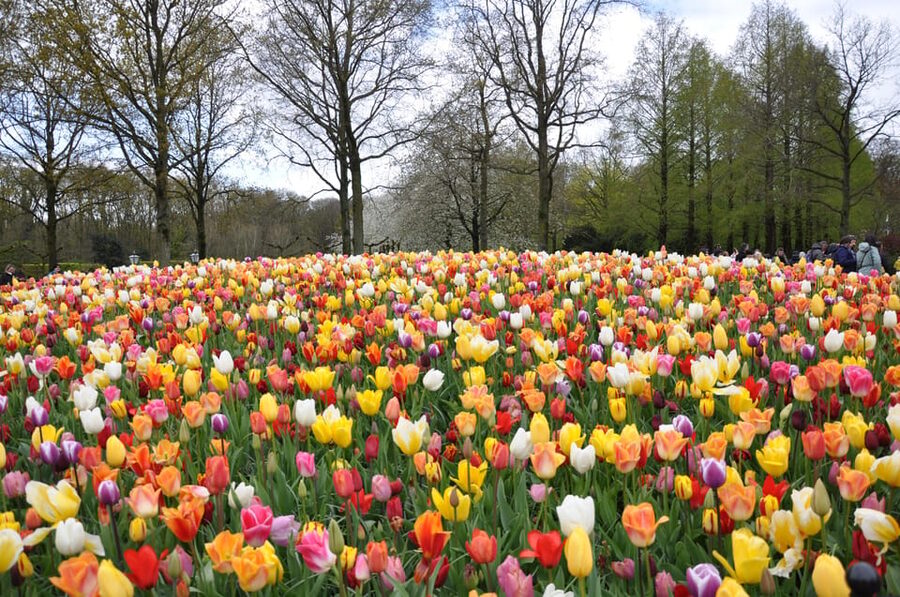 Amsterdam:Private guided Non Touristic Tulip & Windmill tour - Is $393 per person a fair price?