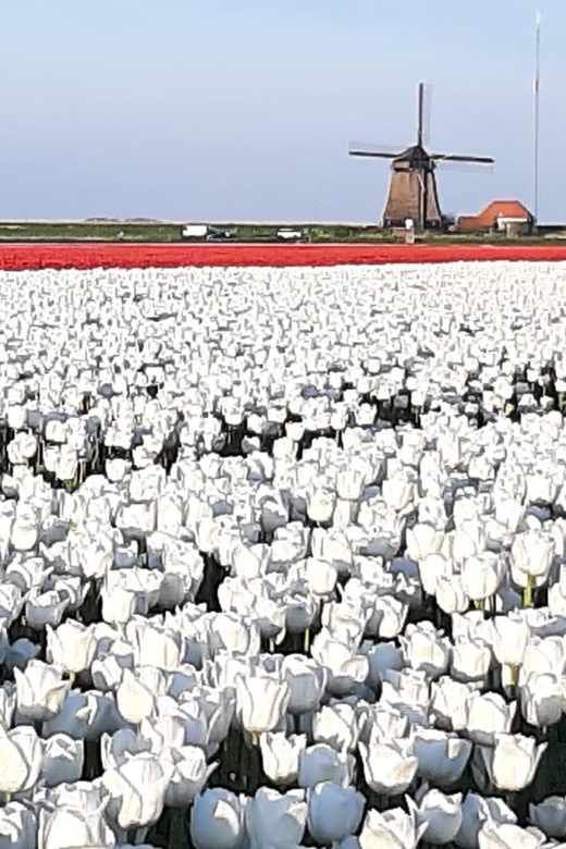 Amsterdam:Private guided Non Touristic Tulip & Windmill tour - Tulip fields first, then Poldertuin in Anna Paulowna