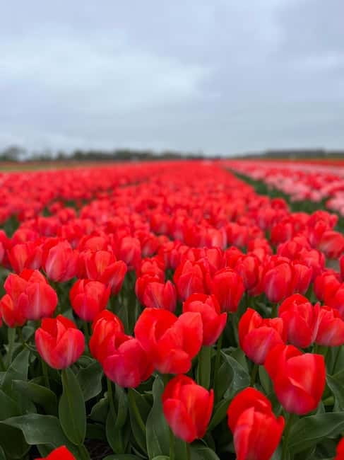 Amsterdam: Private Keukenhof and Free Tulip Tour - Why a private Keukenhof day can be worth the price
