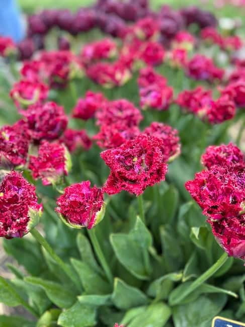 Amsterdam: Private Keukenhof and Free Tulip Tour - The 45-minute tulip stop near Lisse