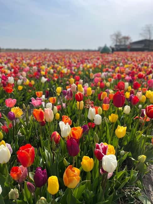 Amsterdam: Private Keukenhof and Free Tulip Tour - What is included and what is not