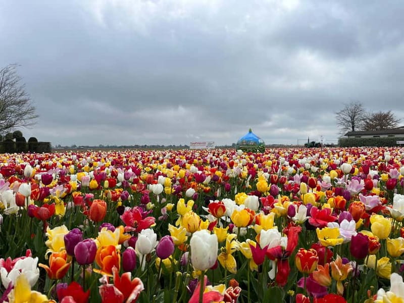 Amsterdam: Private Keukenhof and Free Tulip Tour - Who will enjoy this most