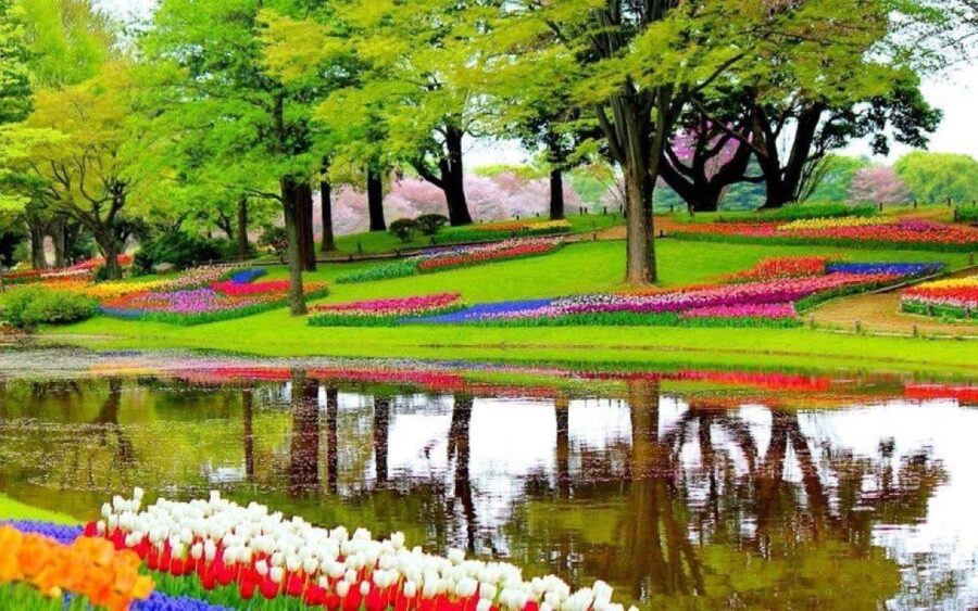 Amsterdam: Private tour Tulips, Keukenhof, Windmill & Cheese - Zaanse Schans and the working side of Dutch tradition
