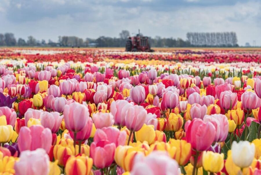 Amsterdam: Private tour Tulips, Keukenhof, Windmill & Cheese - Is $506 per person good value?