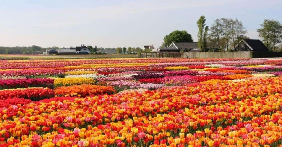 Amsterdam: Private tour Tulips, Keukenhof, Windmill & Cheese - Who will enjoy this day most