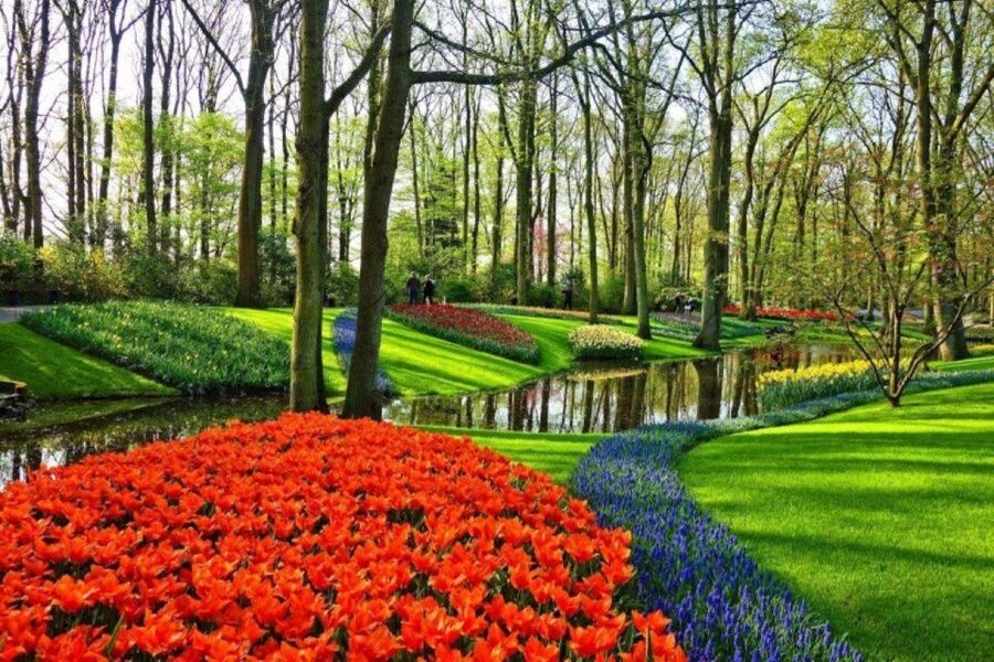 Amsterdam: Private tour Tulips, Keukenhof, Windmill & Cheese - The Tulip Experience and its field photos