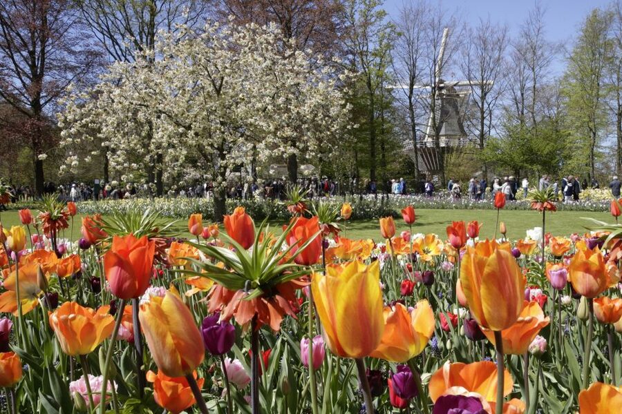 Amsterdam: Tour to Keukenhof Gardens with Windmill Cruise - What the $64 price really covers