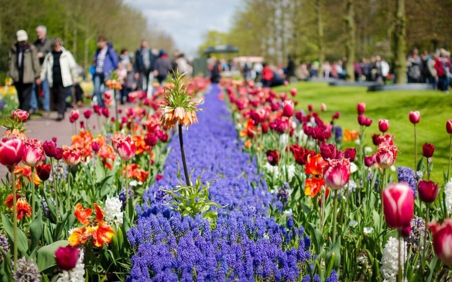 Amsterdam: Tour to Keukenhof Gardens with Windmill Cruise - Who will enjoy this day trip most
