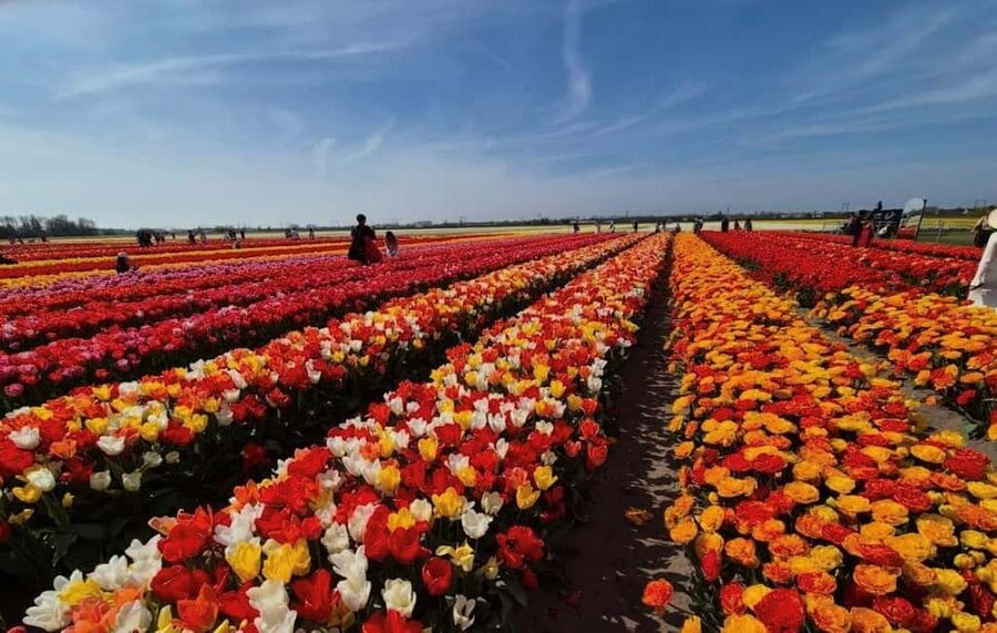 Amsterdam : Tulip Wonderland Tour - Key points to know