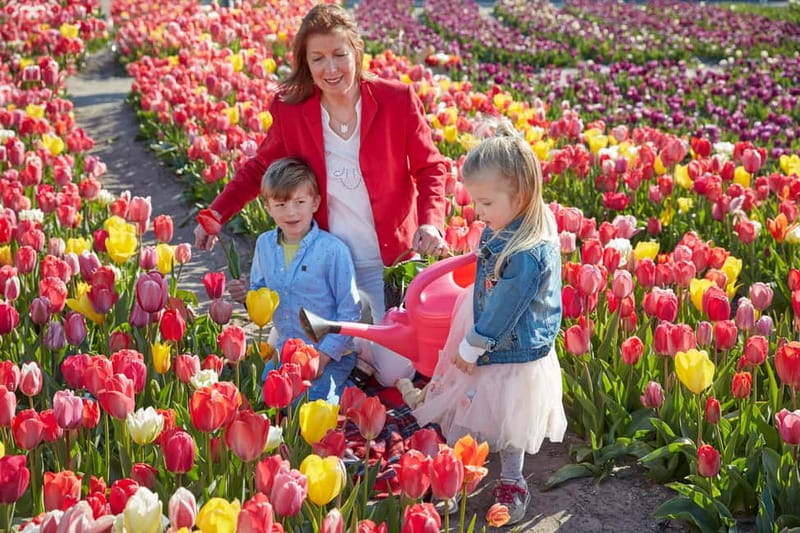 Amsterdam : Tulip Wonderland Tour - Why the Tulip Barn works better than a farm field