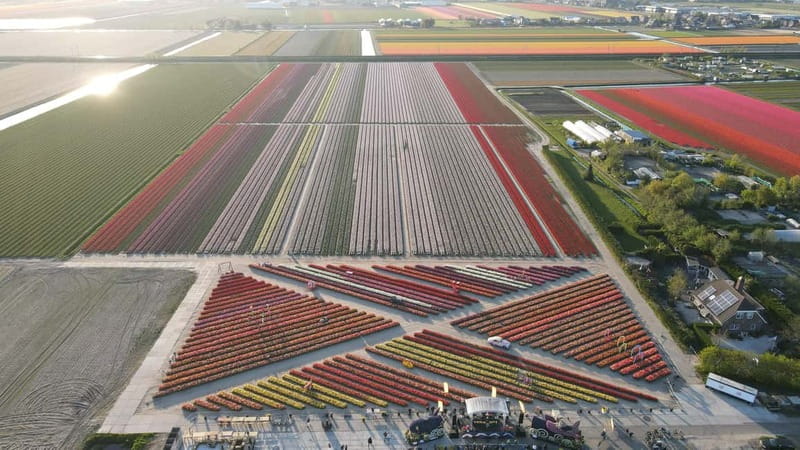 Amsterdam : Tulip Wonderland Tour - The guide and the human side of the visit