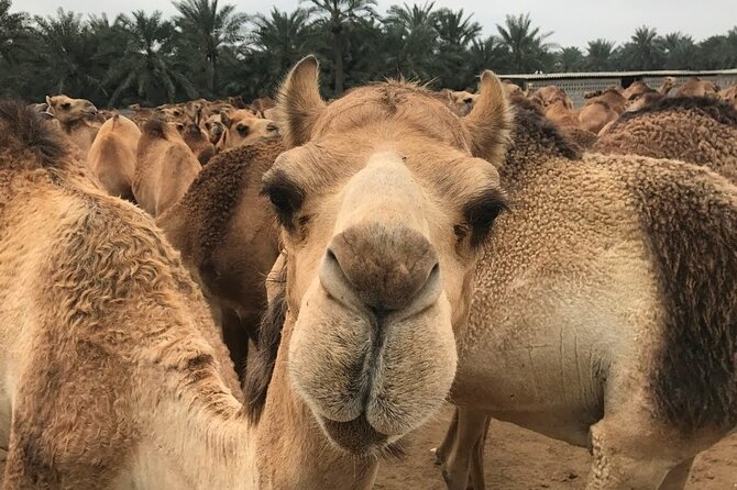 Ancient Garden of Eden - The first oil well and Bahrain’s turning point