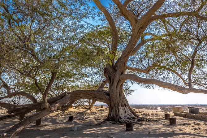 Ancient Garden of Eden - The Tree of Life in Bahrain’s empty desert